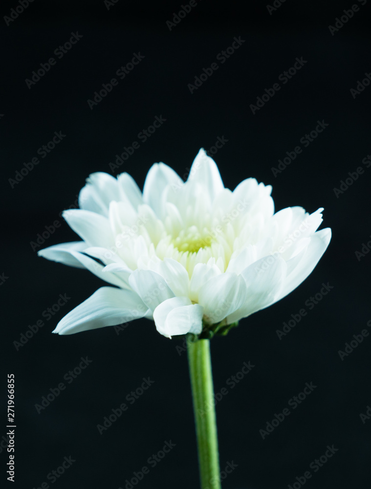 Fototapeta premium chrysanthemum flower, Dendranthemum grandifflora