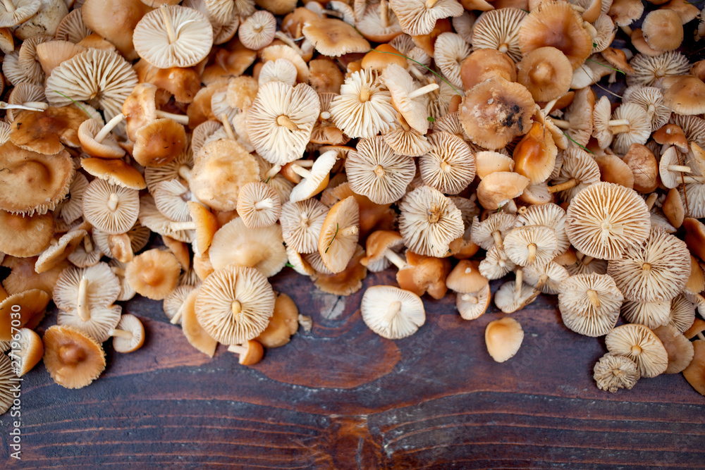 collected marasmius mushrooms ( Marasmius oreades) - wild mushrooms season