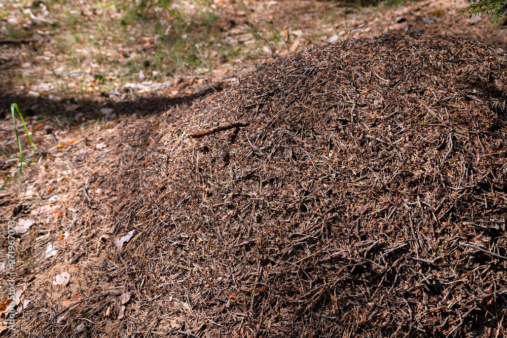 Big ant hill in European forest at morning light. Anthill, formicary nest structure made of pine tree needles stacked on top of each other. Big ant hill in European forest at morning light. Anthill, formicary nest structure made of pine tree needles stacked on top of each other.