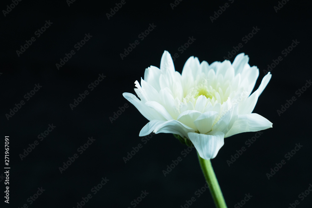 chrysanthemum  flower, Dendranthemum grandifflora