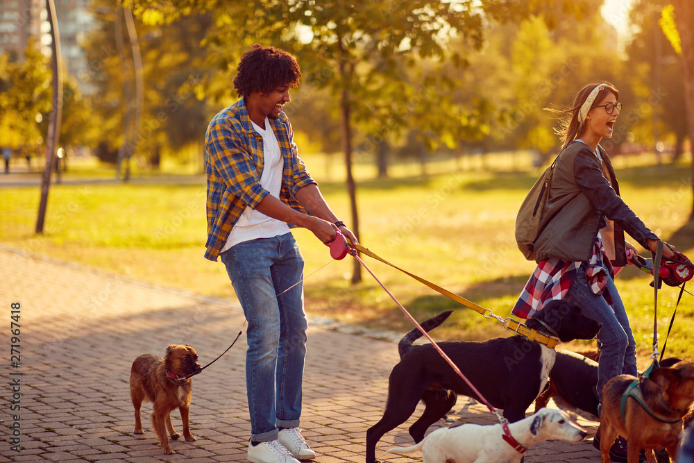 Professional Dog Walker - group of dogs with couple dog walker enjoying in  walk city.. Stock Photo | Adobe Stock