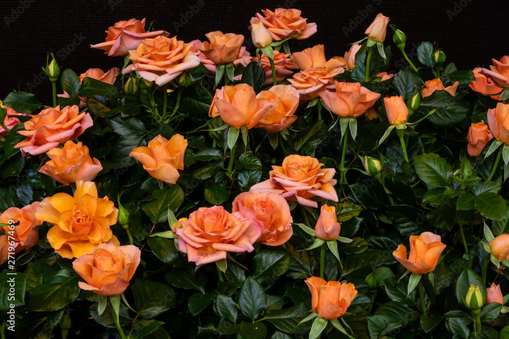 Orangerot blühende Rosen Orangerot blühende Rosen