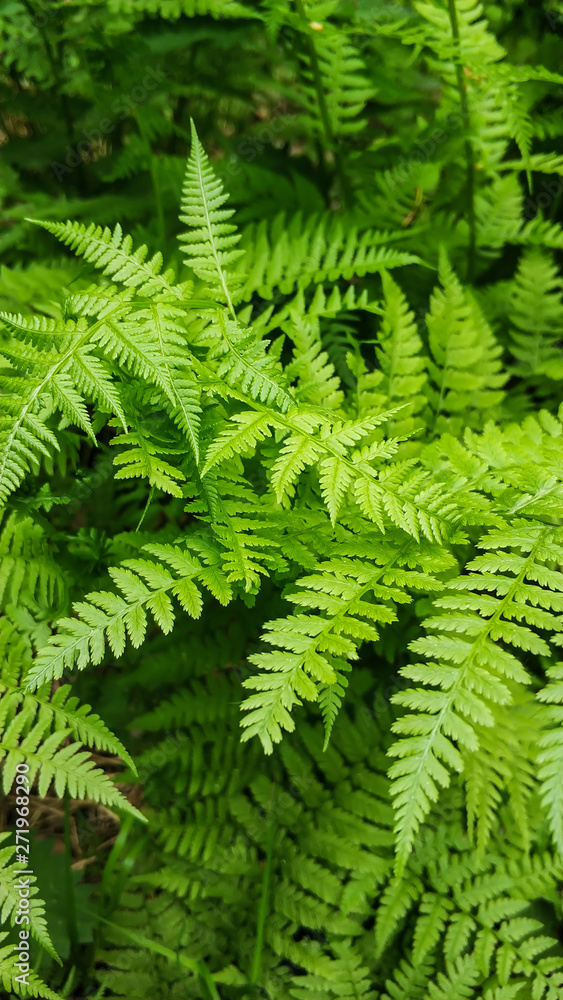 Thickets of young green fern in the forest close-up. The nature of the Urals in Russia Thickets of young green fern in the forest close-up. The nature of the Urals in Russia
