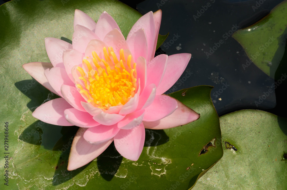 Beautiful waterlily or lotus flower in pond. Beautiful waterlily or lotus flower in pond.