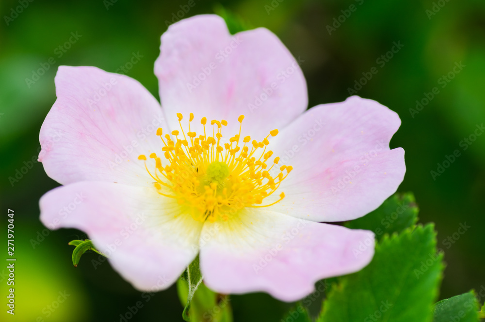 Macro photo of a Cherokee rose (rosa laevigata) in full bloom Macro photo of a Cherokee rose (rosa laevigata) in full bloom