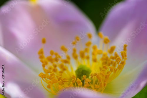 Macro photo of a Cherokee rose (rosa laevigata) in full bloom photo