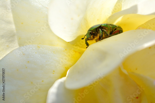 Cetonia aurata: grün schillernder Rosenkäfer in gelber Rosenblüte photo