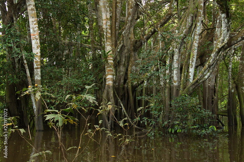 View of the rainforest near Puerto Narino at Amazonas river in Colombia from an excursion boat