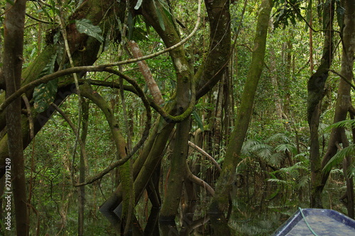 View of the rainforest near Puerto Narino at Amazonas river in Colombia from an excursion boat photo