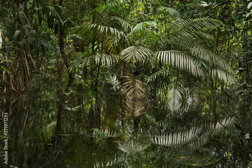 View of the rainforest near Puerto Narino at Amazonas river in Colombia from an excursion boat
