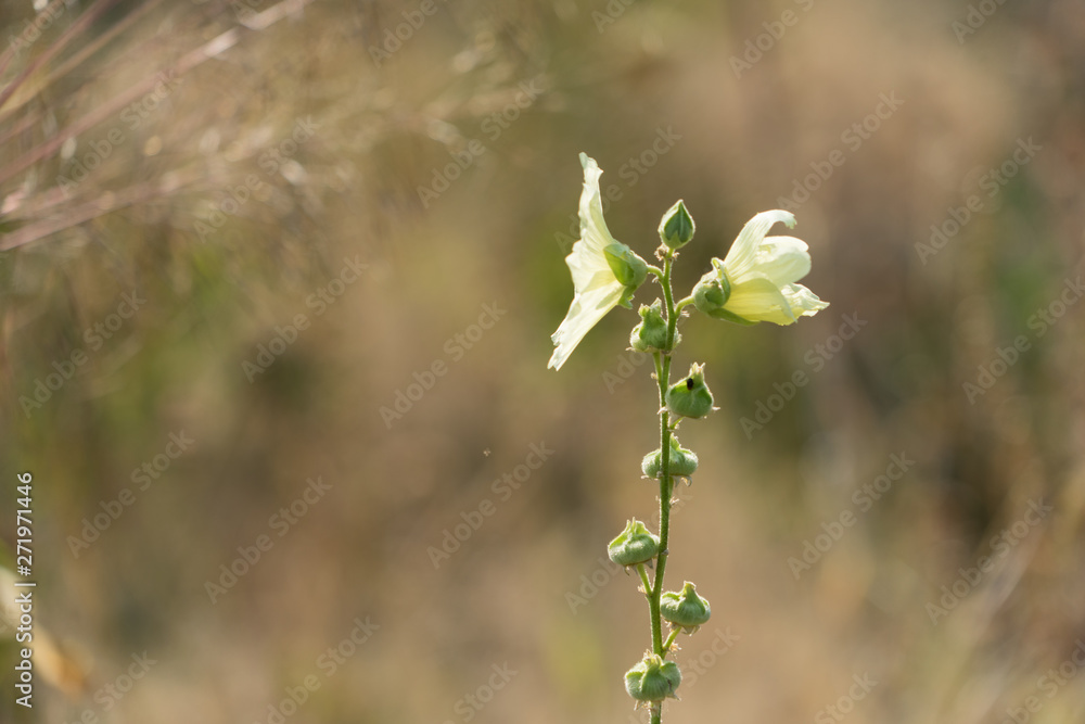 Einsame Blüte in trockener Gräserlandschaft Einsame Blüte in trockener Gräserlandschaft