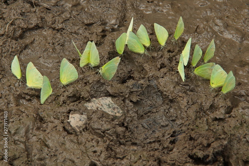 Butterflies in the rainforest near Puerto Narino at Amazonas river in Colombia photo