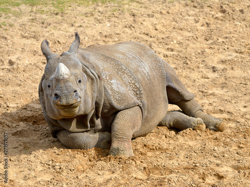 Indian rhinoceros  Rhinoceros unicornis  lying on ground