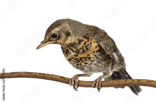 Fototapeta Baby bird thrush fieldfare sitting on a branch