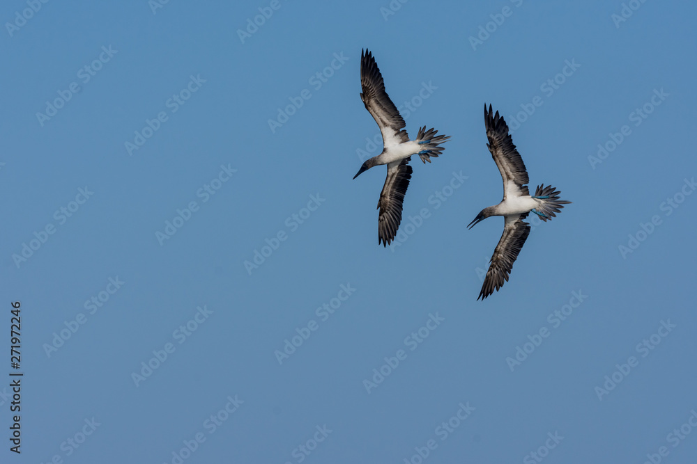 Fototapeta premium Blue Footed Boobies (Sula nebouxii) in flight about to dive for fish in the Galapagos Islands, Ecuador.