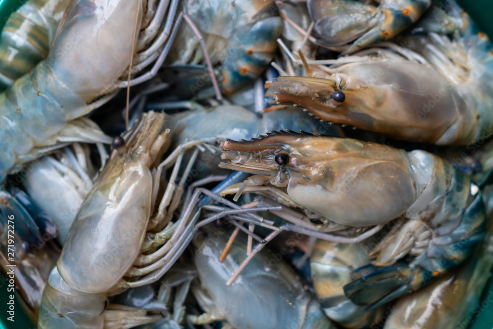 Fresh river prawn is ready to cook Fresh river prawn is ready to cook