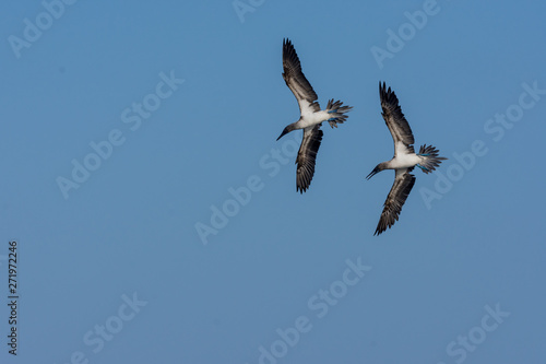 Blue Footed Boobies (Sula nebouxii) in flight about to dive for fish in the Galapagos Islands, Ecuador.