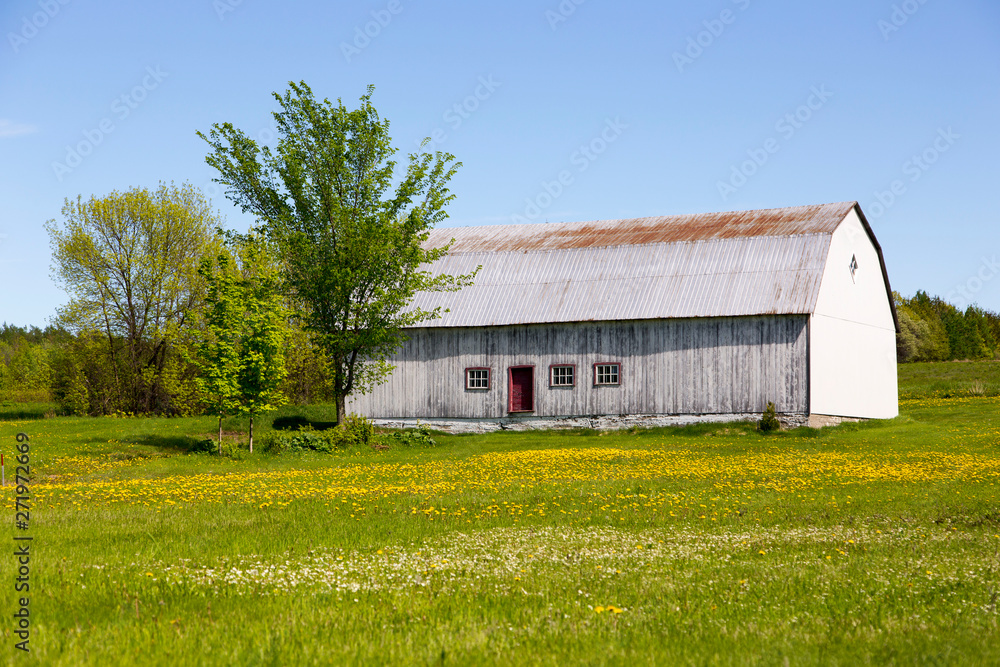 Obraz premium Old wooden barn set in field covered in dandelion in bloom with wooded area in the background seen during beautiful sunny spring afternoon, Island of Orleans, Quebec, Canada