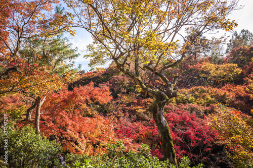 All the maple trees have turn into red foliage during this Autumn season at Tofukuji temple in the south of Higashiyama district of Kyoto  photo