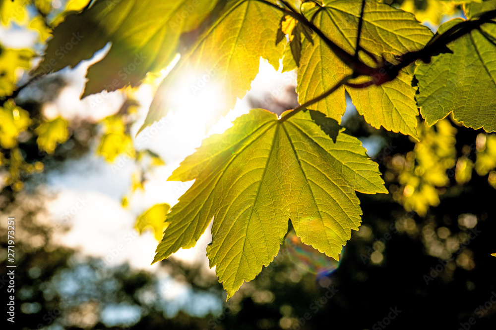 Fototapeta premium maple leaves in autumnal colors in back light