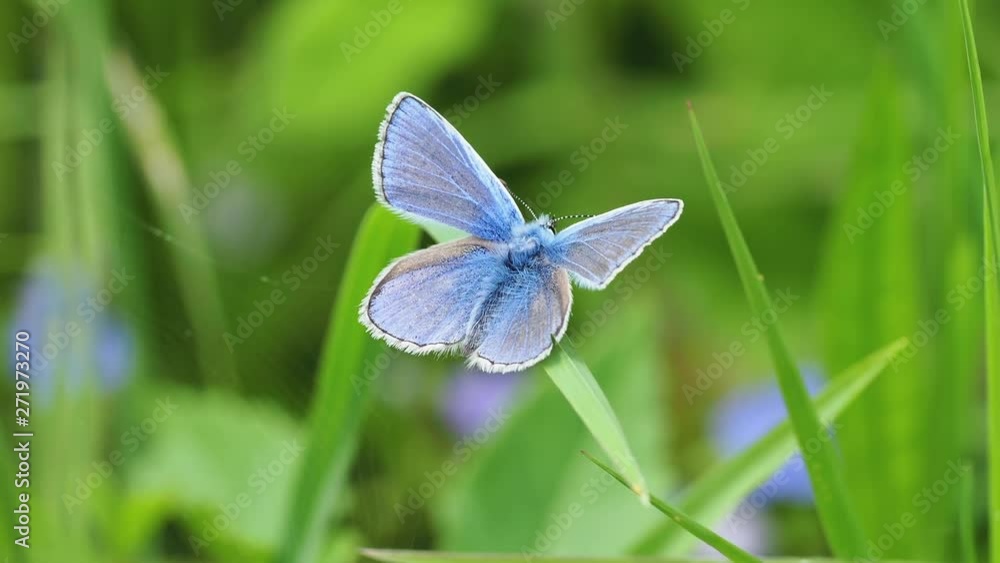 Common blue butterfly (Polyommatus icarus) Common blue butterfly (Polyommatus icarus)