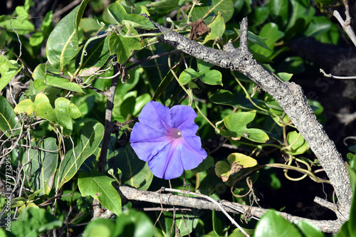 Goat's Foot Creeper flowers or Seaside Morning Glory flowers. (Scientific Name: Ipomoea Pes-caprae) Light purple-flowering ornamental. Blooming Morning Glory flowers on the beach. photo