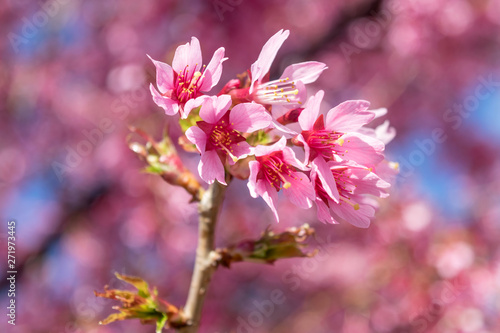 Gorgeous pink spring flowers are starting to bloom on a warm and sunny spring day