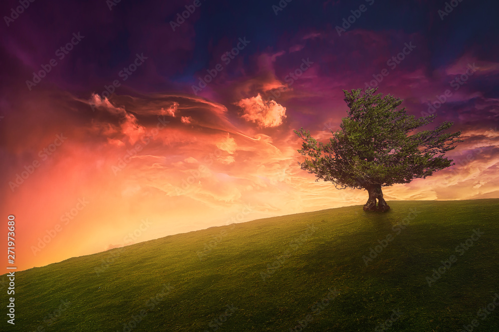 landscape background of lonely tree on hill with beautiful sunset sky