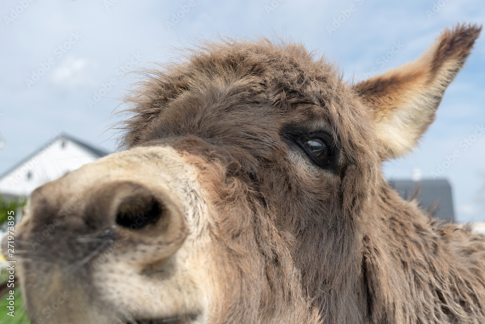Close-up of a donkey's face
