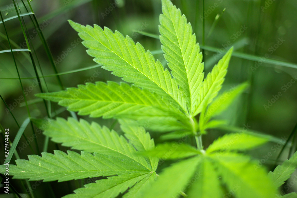 Wild hemp Wild hemp