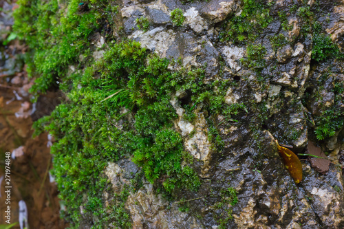 Many mosses stay on rocks after rain, Natural. Natural background.