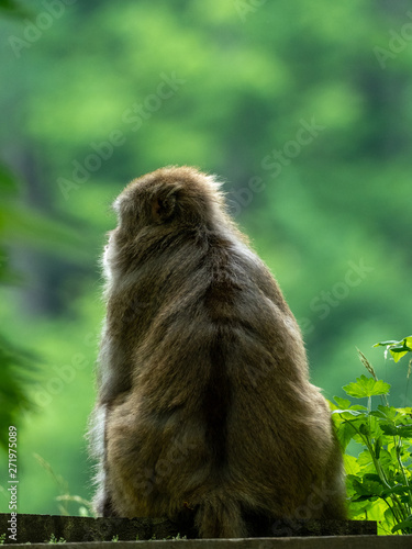 ニホンザルの後ろ姿