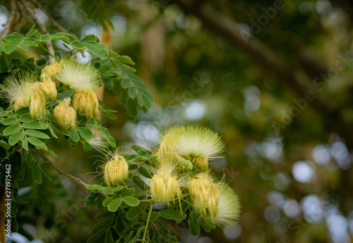 Albizia lebbeck photo