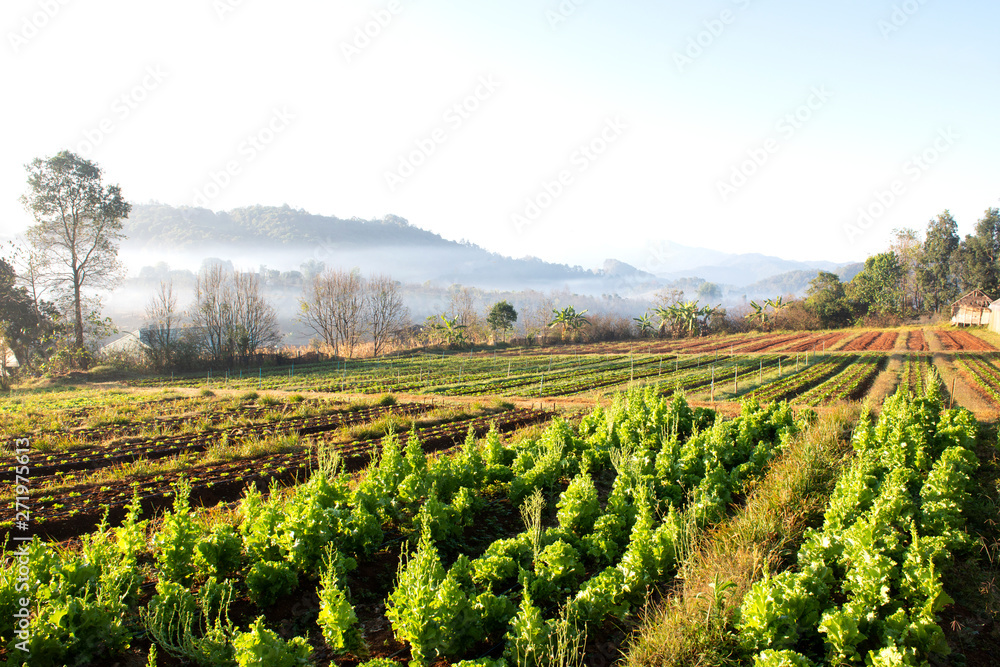 Organic vegetable farm field landscape agriculture