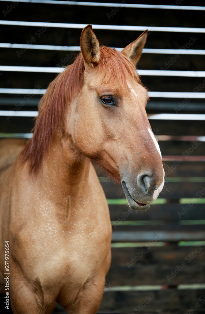 Fototapeta premium portrait of a horse -5