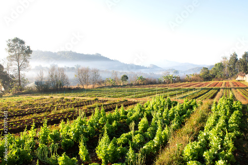 Organic vegetable farm field landscape agriculture