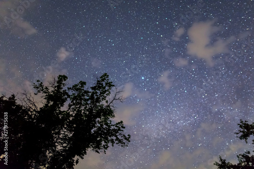 dark tree silhouette on the starry sky background  night landscape