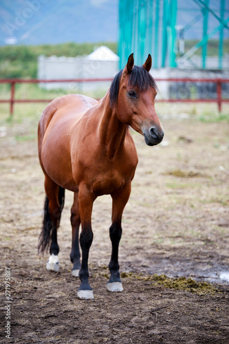 walk of an arabian horse - 2