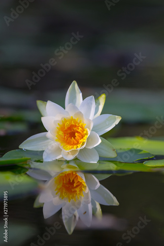 closeup white water lily floating on the summer river