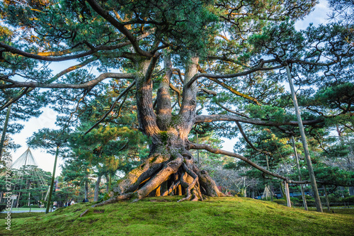 Tableau sur toile Huge ancient red pine tree at kenrokuen garden in Kanazawa
