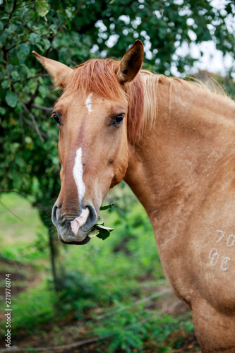 portrait of a horse -3