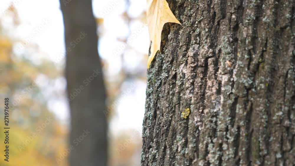 Close up of yellow maple foliage falling and sticking to the bark of tree in forest at sunny day. Beautiful colorful fall season. Blurred autumn landscape at background. Slow motion Close up of yellow maple foliage falling and sticking to the bark of tree in forest at sunny day. Beautiful colorful fall season. Blurred autumn landscape at background. Slow motion