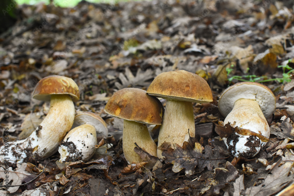 Boletus edulis, edible mushroom in forest. Porcini mushroom healthy and delicates food Boletus edulis, edible mushroom in forest. Porcini mushroom healthy and delicates food