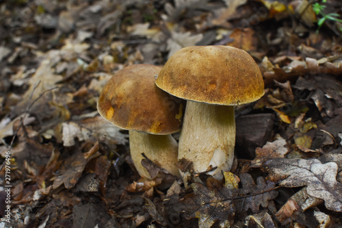 Boletus edulis, edible mushroom in forest. Porcini mushroom healthy and delicates food