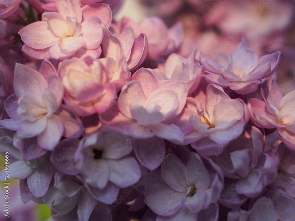 Lilac buds of lilac flowers. Bunches of buds. It's spring. Lilac buds of lilac flowers. Bunches of buds. It's spring.
