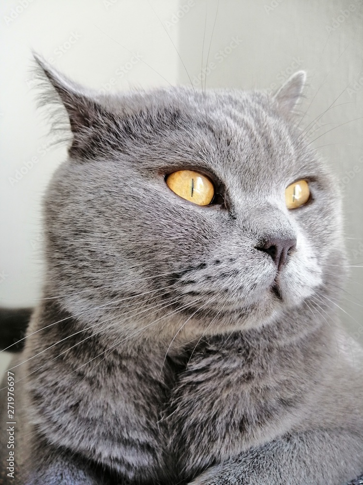 Cute Gray British Short Hair cat looking away