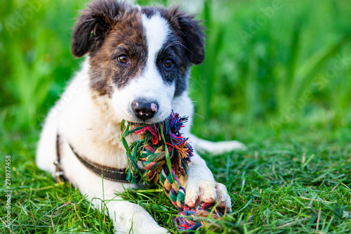 cute shepherd dog puppy on green meadow ready for a game of fetch - happy healthy pet photo