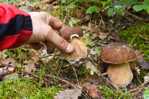 Male hand pick up mushroom in the forest. Search for mushrooms in the woods. Mushroom picker