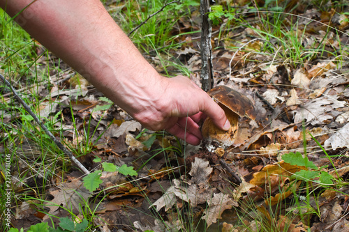 Male hand pick up mushroom in the forest. Search for mushrooms in the woods. Mushroom picker