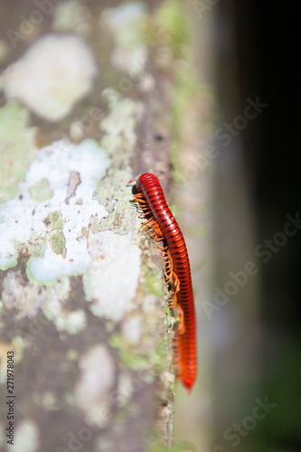Red millipede in Gunung Mulu national park photo